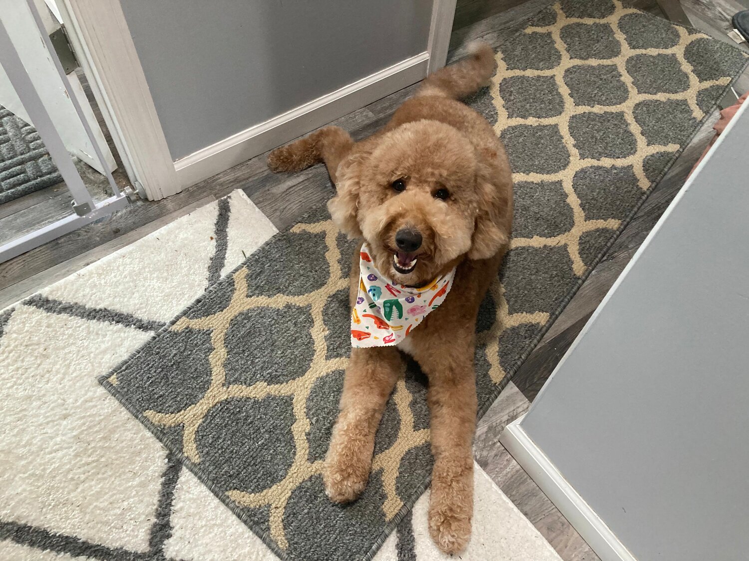 Toby the goldendoodle and his Pet Partners crew visit nursing homes, assisted-living centers, veterans’ homes, schools, colleges, and summer camps for children with life-threatening illnesses.